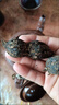 河源紫金竹殼茶廣東涼茶特產(chǎn)夏天養生茶葫蘆竹節茶金銀花五指毛桃 50根竹殼茶 曬單實(shí)拍圖