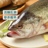 鮮活沖浪河鱸魚(yú)400-500g/條 曬單實(shí)拍圖