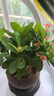 開時(shí)果 鐵海棠盆栽帶花發(fā)貨 虎刺梅四季開花卉植物盆景綠植源頭直發(fā)包郵 【鐵海棠】舍得紫砂盆+圓底托 曬單實(shí)拍圖