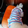 狗狗貓咪衣服薄款清爽寵物幼犬夏裝泰迪比熊條紋棉T恤連衣裙 XD彩條花朵背心-粉藍(lán) L約6-8斤穿 曬單實(shí)拍圖