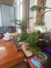 Only you【兩小時(shí)達(dá)】微景觀綠植盆栽室內(nèi)好養(yǎng)植物客廳辦公室中式開業(yè)喬遷 文竹 曬單實(shí)拍圖