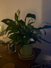 白掌一帆風順盆栽植物室內(nèi)花卉綠植水養(yǎng)四季開花新手好養(yǎng)活 白掌1盆（繁星盆） 曬單實拍圖