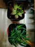 多肉植物自選套餐系列組合搭配花卉盆栽綠植精品多肉新手入門(mén) 烏木5-6厘米 塑料盆栽好 曬單實(shí)拍圖