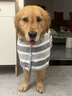 米聆寵物浴袍狗狗吸水毛巾中大型犬柴犬柯基狗狗柔軟速干毛巾衣服浴衣 灰白條紋S（建議體重10-30斤） 曬單實拍圖