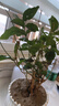 重瓣茉莉花盆栽濃香型南方四季開花帶盆驅(qū)蚊綠植花卉室內(nèi)陽臺庭院 茉莉4~5棵帶花苞發(fā)貨【送郁金香高檔陶瓷盆】 曬單實拍圖
