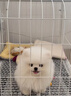 寵鮮萊純種博美幼犬寵物狗狗活體小狗活物幼崽小型犬 寵物級 公 曬單實拍圖