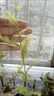 臨雅魚缸水培植物造景水杉樹苗一木成景水草水生植物活體水養(yǎng)植物盆栽 水培水杉20-30cm(新手易養(yǎng)/有水就活) 5棵 曬單實(shí)拍圖