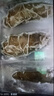 燈火島大連即食海參 鮮食海參 冷凍遼刺參海鮮水產(chǎn)禮盒節(jié)日禮物獨立包裝 7A即食1斤裝（16-20只）普通款 曬單實拍圖