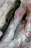 中洋魚天下 (ZHONGYANG GLOBAL FISH) 河豚魚150g 全程可追溯 30年養(yǎng)殖技術(shù) 生鮮 海鮮水產(chǎn) 曬單實拍圖