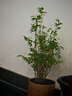 水培植物米竹室內(nèi)盆栽富貴竹南天竹盆景綠植小葉百合竹子花卉好養(yǎng) 米竹高50-60cm（原土發(fā)貨）1盆 曬單實(shí)拍圖