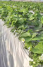 農用黑地膜黑色除草地布蔬菜種菜果樹(shù)塑料薄膜加厚大棚果園保溫膜 銀黑地膜樣品：5米長(cháng)   寬度隨機 曬單實(shí)拍圖