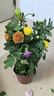 重瓣荷蘭菊盆栽四季開(kāi)花荷蘭菊花苗千頭菊花室內外花卉 高品質(zhì)乒乓菊多色 不帶盆 曬單實(shí)拍圖