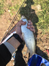 富源百川317二代綜合魚竿鯽魚竿鯉魚臺(tái)釣手桿釣魚桿碳素超輕超硬魚桿5.4m 曬單實(shí)拍圖