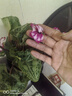 意軒大苗仙客來(lái)盆栽室內花卉 兔子花 花苗兔耳花蘿卜海棠帶盆帶花帶土 仙客來(lái)花蝴蝶 曬單實(shí)拍圖