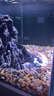森森（SUNSUN）原生態(tài)溪流缸魚缸造景家用原生缸客廳超白玻璃底濾魚缸包安裝 皓月白-專業(yè)款 升級底濾（雙重滴濾盒） 1米長47.6cm寬40cm缸高+85cm柜高 曬單實拍圖