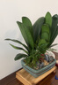 自然空間君子蘭盆栽樊韻長方雙排室內(nèi)花卉綠植盆景+行舟+4簡古 源頭直發(fā) 曬單實拍圖
