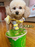 嬉皮狗（hipidog）狗狗鞋子春夏季時尚透氣網(wǎng)格鞋小型犬外出防滑耐磨不悶?zāi)_寵物鞋子 洛克黃 L 3碼-建議5-7斤 曬單實拍圖