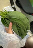 良知農(nóng)哥 【順豐】東北新鮮蘇子葉 蘇紫葉蘇菜葉 健康輕食 500g約170-200片左右 曬單實拍圖
