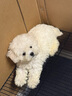 寵邁鑫純種比熊幼犬小型小體活物卷毛血統(tǒng)比熊犬茶杯寵物狗狗長不大可愛 血統(tǒng)級(jí) 飛耳比熊 公 曬單實(shí)拍圖