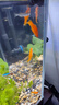 樸彩（PUCAI）紅箭魚(yú)招財(cái)魚(yú)紅米奇胎生魚(yú)小型觀賞熱帶紅劍魚(yú)好養(yǎng)耐活魚(yú)包活 3-5cm紅箭5條(未出劍) 曬單實(shí)拍圖