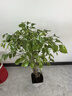 鴨腳木盆栽客廳綠植花卉室內大型辦公室植物發(fā)財樹(shù) 鴨腳木50-60cm（原盆原土） 曬單實(shí)拍圖