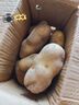 新鮮土豆現(xiàn)挖現(xiàn)發(fā)山東正宗黃心黃肉當(dāng)季蔬菜馬鈴薯洋芋薯?xiàng)l3兩起 山東土豆帶箱2斤 中大果 曬單實(shí)拍圖
