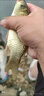 【爭這吃】釣王推薦釣魚餌料鯽魚餌料通用野釣黑坑魚餌魚食魚飼料 綠魔餌魚餌60g*3袋 曬單實(shí)拍圖