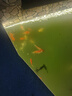 藤棉過(guò)濾棉魚(yú)池錦鯉池過(guò)濾材料騰棉生化棉培菌凈水高密度藍棉 100*50*4cm 一張 曬單實(shí)拍圖