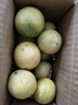 廣西欽蜜9號(hào)黃金百香果萬(wàn)澄當(dāng)季新鮮大果黃皮果奶茶店水果 【1斤 約11-17個(gè)】單果30-45g 曬單實(shí)拍圖