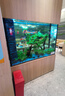 接吻魚(yú)熱帶觀(guān)賞魚(yú)淡水活體魚(yú)苗好養耐活小型熱帶魚(yú)親嘴魚(yú)寵物金魚(yú) 4-5cm接吻魚(yú)2條 曬單實(shí)拍圖