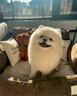喵然心動(dòng) 博美犬幼犬寵物狗狗活體幼崽俊介茶杯犬活物小奶狗哈多利搏美 寵物級 【白博美】 曬單實(shí)拍圖
