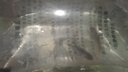 純種德系錦鯉耐活好養金龍銀龍秋翠招財活魚(yú) 德系混合錦鯉（無(wú)磷）8-10cm 2條 曬單實(shí)拍圖