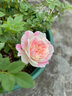 月季花苗四季開(kāi)花大花濃香型灌木月季苗庭院陽(yáng)臺盆栽地栽玫瑰花苗 護身符【微月小花，多季節開(kāi)花】 扦插小苗15-25cm高 1棵 曬單實(shí)拍圖