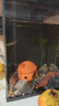 米家智能桌面魚缸小米生態(tài)魚缸小型智能專業(yè)背濾一體缸自循環(huán) 曬單實拍圖