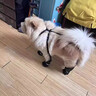 狗狗外出鞋大中小型犬秋冬季保暖防滑軟底不傷腳不易掉寵物背帶鞋 2025年爆款-正?？?S（5-15斤） 曬單實(shí)拍圖