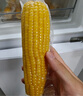 佳農(nóng) 內(nèi)蒙黃糯玉米棒8袋*220g 軟糯香甜 真空鎖鮮 源頭直發(fā) 禮盒包郵 曬單實拍圖