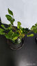 佰花錦水培植物室內(nèi)花卉綠植盆栽辦公室四季常青好養(yǎng)活桌面盆景懶人首選 水培小玻璃瓶+袖珍椰子+圓形底座 整體高度約10-20cm/不同植物高度不同 曬單實拍圖