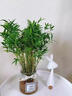 臨雅水培植物米竹盆栽辦公室內(nèi)水養(yǎng)綠植盆景好養(yǎng)活60-70cm*1源頭直發(fā) 曬單實拍圖
