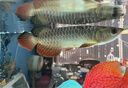 海豚龍魚(yú)飼料專(zhuān)用魚(yú)食 金龍魚(yú)飼料紅龍魚(yú)糧  高營(yíng)養海豚龍魚(yú)配合飼料 500g龍魚(yú)專(zhuān)用飼料（大粒) 曬單實(shí)拍圖