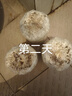蘑菇種植包菌包家庭種黑平菇香菇金針菇菌包可食用菌新鮮蘑菇菌棒袋裝 平菇包標(biāo)準(zhǔn)款 3袋裝 曬單實(shí)拍圖