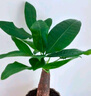 京云夢發(fā)財樹小盆栽花卉辦公室綠植招財送禮單桿發(fā)財樹甜甜圈源頭直發(fā) 曬單實拍圖