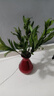 驅(qū)蚊竹柏水培植物大棵室內(nèi)水養(yǎng)綠植花卉盆栽辦公室桌面驅(qū)蚊草好養(yǎng) 精選竹柏10棵+肥料 曬單實(shí)拍圖