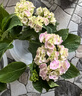 泰西絲無(wú)盡夏繡球花苗盆栽開(kāi)花卉綠植寒室內陽(yáng)臺庭院老樁鮮花 無(wú)盡夏繡球 含加侖盆 曬單實(shí)拍圖