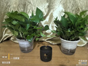 雙盟綠蘿盆栽除甲醛花卉綠植辦公室新房凈化空氣180加侖4盆裝源頭直發(fā) 曬單實(shí)拍圖