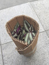 御春閣綠植盆栽室內(nèi)陽(yáng)臺(tái)苗木室內(nèi)盆栽垂吊花卉植物花卉盆栽土培水培植物 吊竹梅吊蘭整盆（原盆原土） 曬單實(shí)拍圖