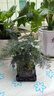 幼薇文竹盆栽植物室內綠化四季迷你辦公室綠植擺件桌面好養創(chuàng  )意小盆景 文竹+四方舍得PVC盆+方形底盤(pán) 帶盆栽好 曬單實(shí)拍圖