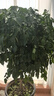 幸福樹(shù)客廳盆栽大型綠植辦公室內(nèi)好養(yǎng)植物大老樁平安樹(shù)四季吸甲醛 獨(dú)桿幸福樹(shù)1.3-1.5米+原盆 曬單實(shí)拍圖
