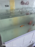 德瑞水族 魚飼料錦鯉飼料育成色揚增體魚食金魚飼料血鸚鵡魚魚糧中粒1.5kg 曬單實拍圖