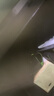 米其林（MICHELIN）空調(diào)濾芯汽車濾清器大眾速騰邁騰帕薩特朗逸高爾夫78攬巡途觀L 曬單實(shí)拍圖