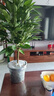 平安樹(shù)客廳盆栽大幸福樹(shù)旺宅綠植幸福樹(shù)辦公室內四季常青盆景植物 平安樹(shù)【80-100厘米】+原盆原土 曬單實(shí)拍圖